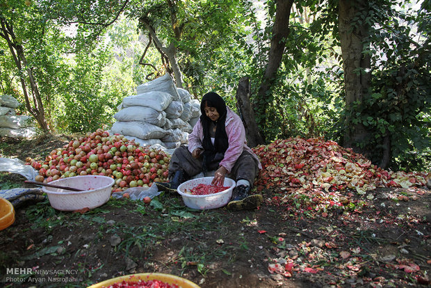 سور یاقوت سرخ در انارستان های هورامان