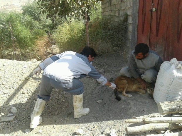 واکسیناسیون ۱۰ هزار قلاده سگ علیه بیماری هاری در کردستان 