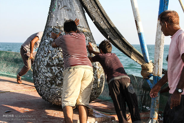 تخلیه ۴۰۰ تن صید ماهیان آب‌های دور در جاسک 