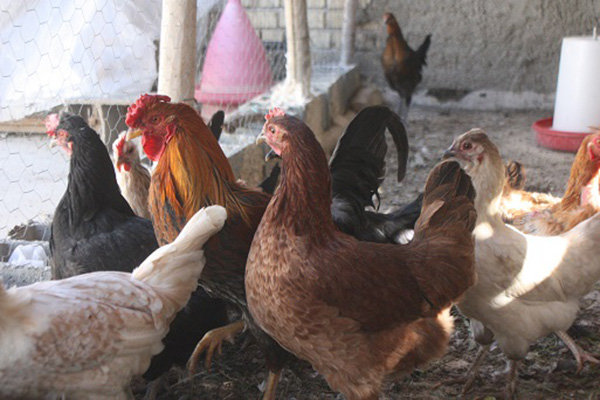 نرخ جدید مرغ و انواع مشتقات آن/ قیمت به  ۶۹۵۰ تومان رسید