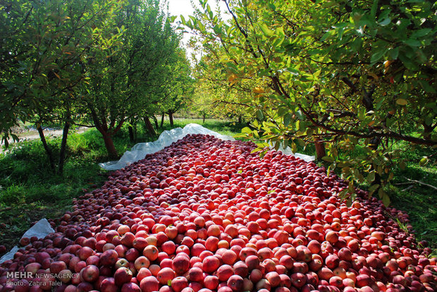 بدء فصل جني التفاح الأحمر في بساتين ارومية