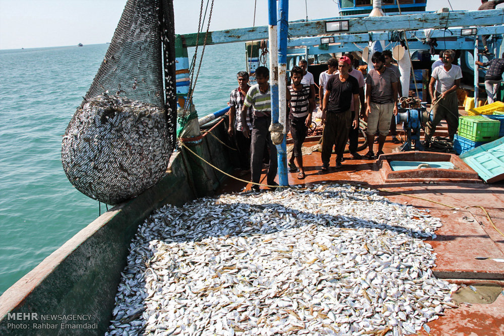 Sea Fishing With Shrimps - SeaAngler