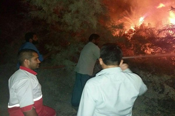 آتش سوزی گسترده در نخلستان ها و باغ های انبه جنوب کرمان
