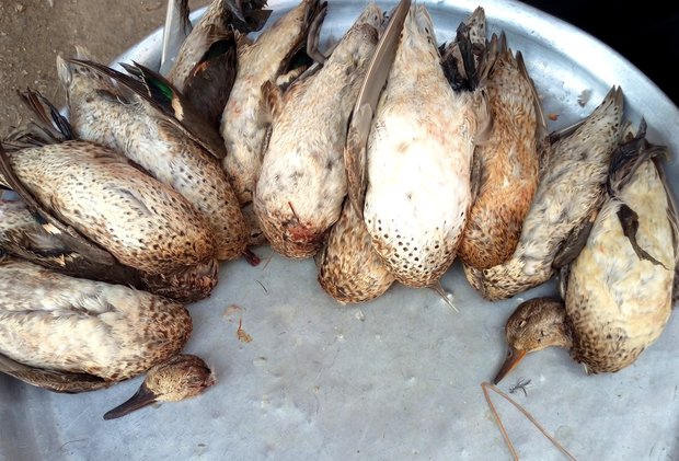 نسل‌کشی پرندگان مهاجر در جنوب/خوزستان فریدونکنار نشود