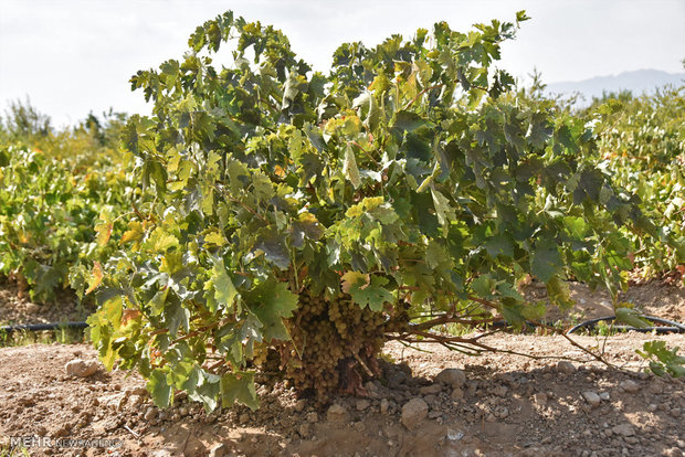 برداشت انگور در روستای سولار شهرضا‎