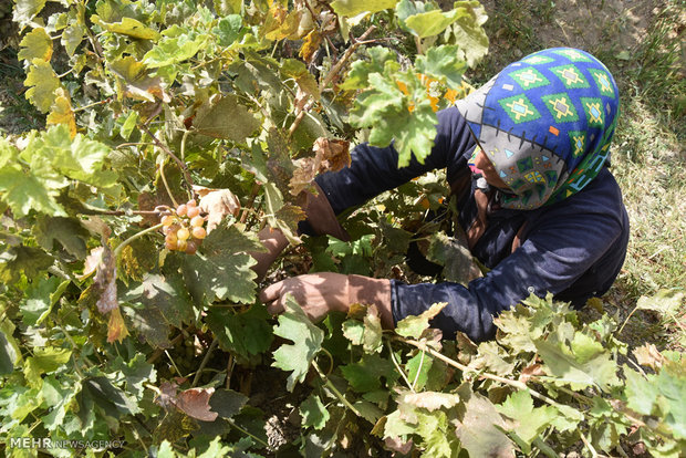 برداشت انگور در روستای سولار شهرضا‎