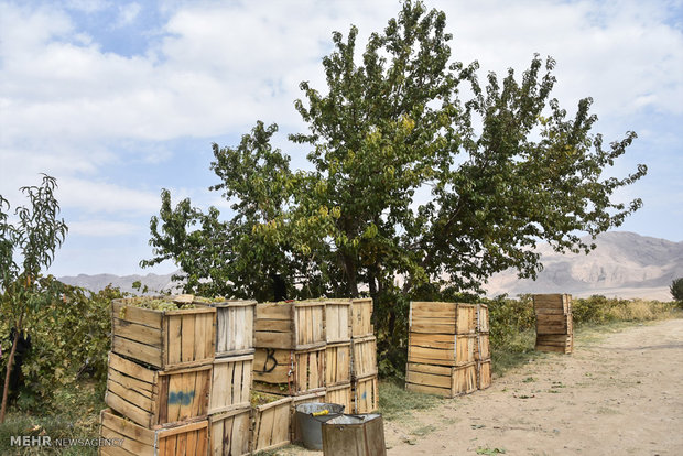 برداشت انگور در روستای سولار شهرضا‎