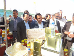 برداشت عسل کنار در استان بوشهر آغاز شد