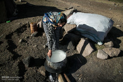 زنان روستایی و عشایری تاثیر زیادی در تولید غذای سالم دارند