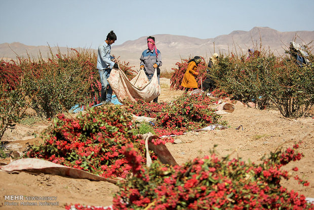 جني محصول "الزرشك" الايراني الأشهر عالمياً