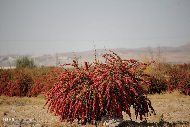 جني محصول "الزرشك" الايراني الأشهر عالمياً