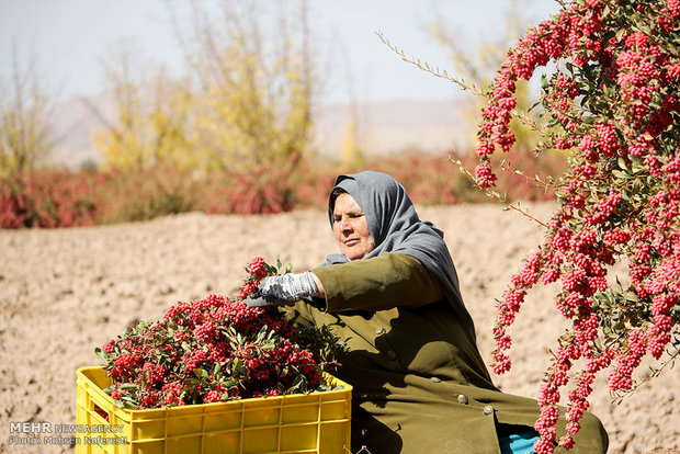 برداشت یاقوت سرخ در خراسان جنوبی