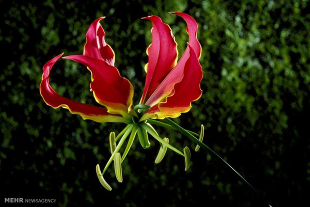 کمیاب ترین گلهای جهان‎