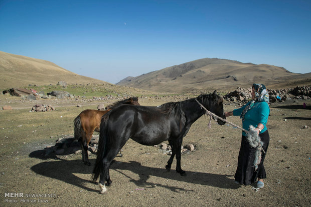 زن عشایر در حال تیمار اسب 