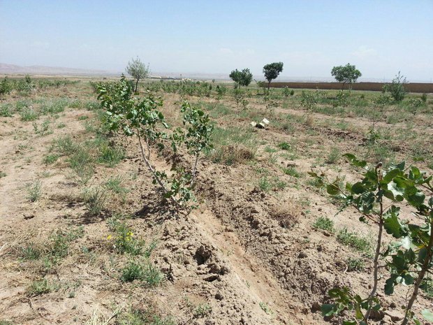 شناسایی۴۵کیلومترازعرصه های ملی برای احداث کمربند حفاظتی درکردستان