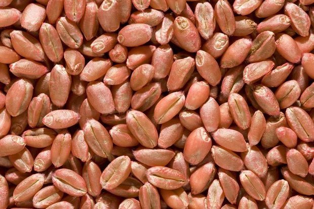 توزیع بذر گندم اصلاح شده در اشکنان آغاز شد توزیع بذر گندم اصلاح شده در اشکنان آغاز شد