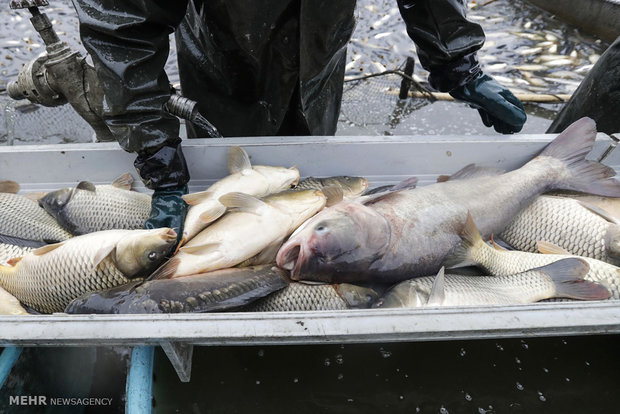 تولید ماهی در استان زنجان ۳۰درصد کاهش دارد