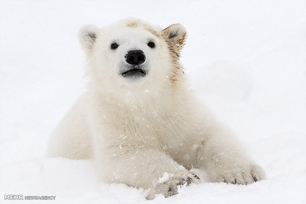 بازی توله خرس قطبی با مادرش