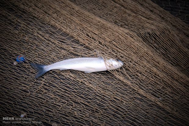 Fishing season in Gilan