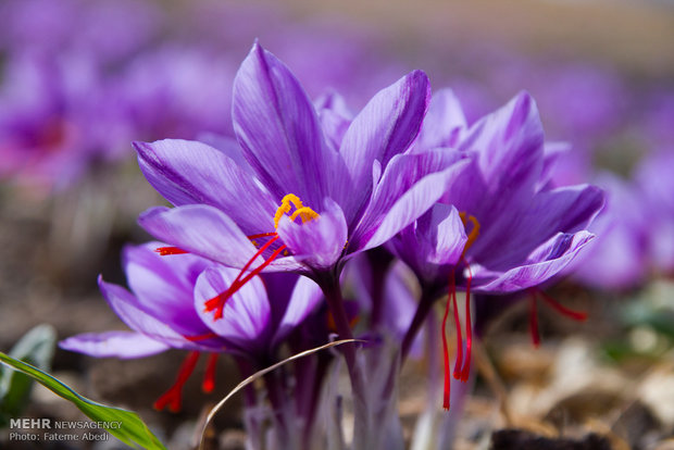 Saffron harvest in Arak