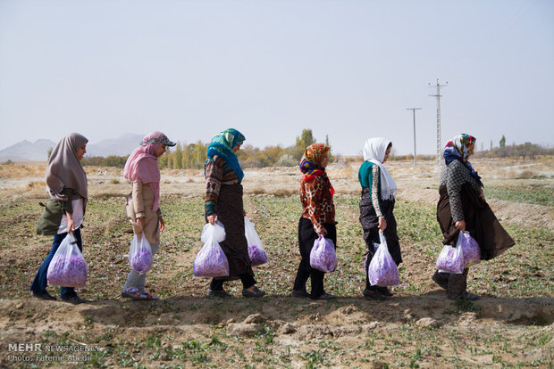 Saffron harvest in Arak