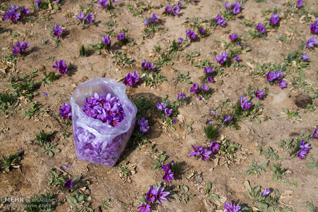 Saffron harvest in Arak