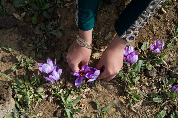 Saffron harvest in Arak