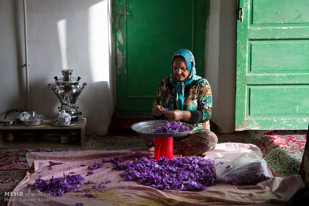 Saffron harvest in Arak