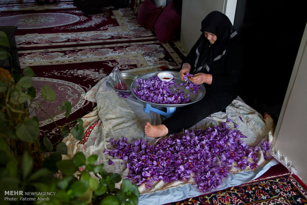 Saffron harvest in Arak