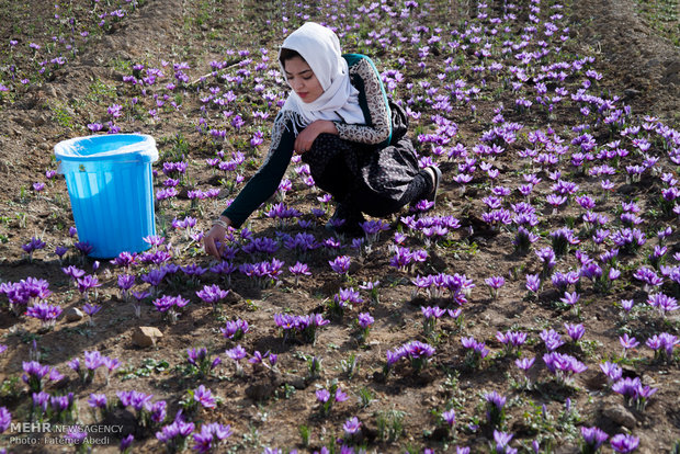 Saffron harvest in Arak