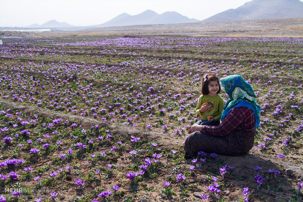 Saffron harvest in Arak