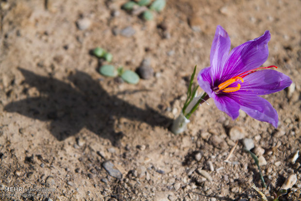 Saffron harvest in Arak