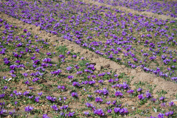 برگزاری تورهای گردشگری مزارع زعفران  در تربت حیدریه 
