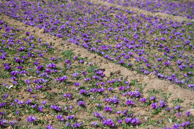 Saffron harvest in Arak