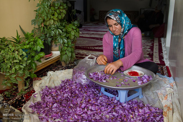 Saffron harvest in Arak