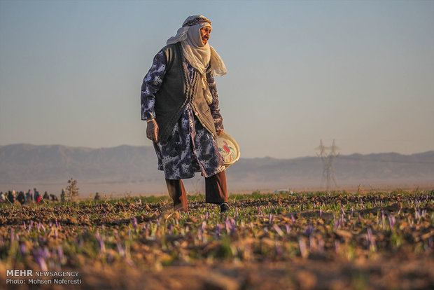 حصاد الذهب الأحمر في خراسان الجنوبية