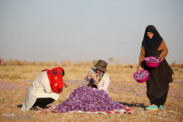 حصاد الذهب الأحمر في خراسان الجنوبية