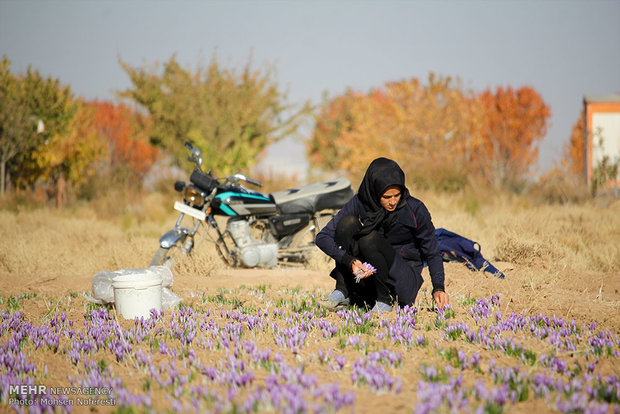 Red gold harvest in S Khorasan