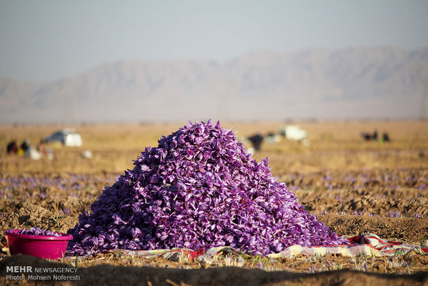 Red gold harvest in S Khorasan