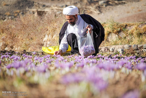 برداشت طلای سرخ در خراسان جنوبی