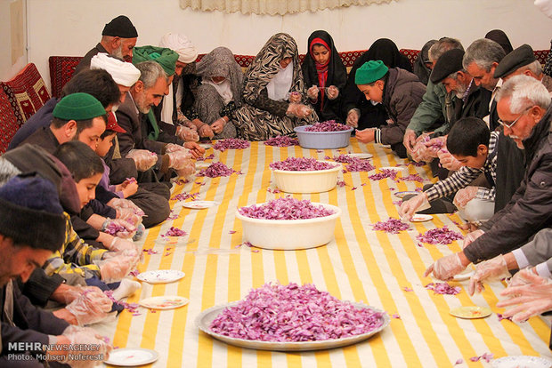 Red gold harvest in S Khorasan