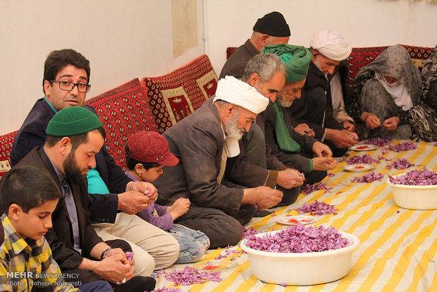 Red gold harvest in S Khorasan