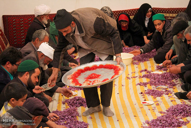 Red gold harvest in S Khorasan