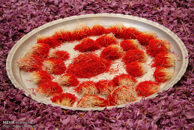 Red gold harvest in S Khorasan