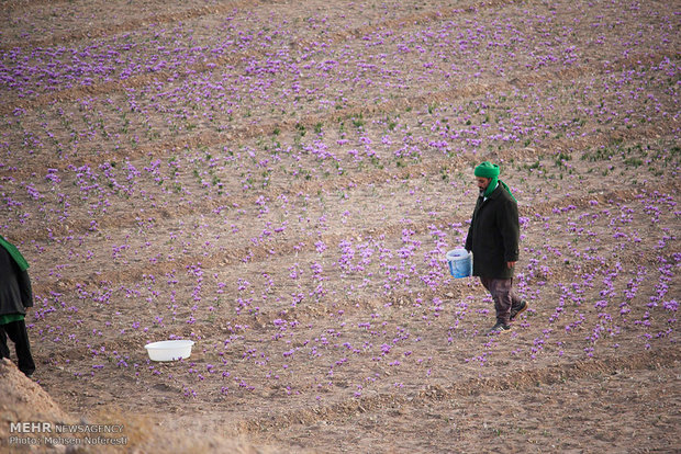 حصاد الذهب الأحمر في خراسان الجنوبية