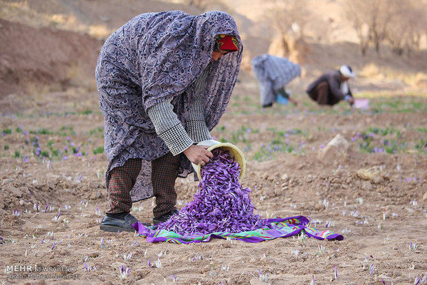 حصاد الذهب الأحمر في خراسان الجنوبية