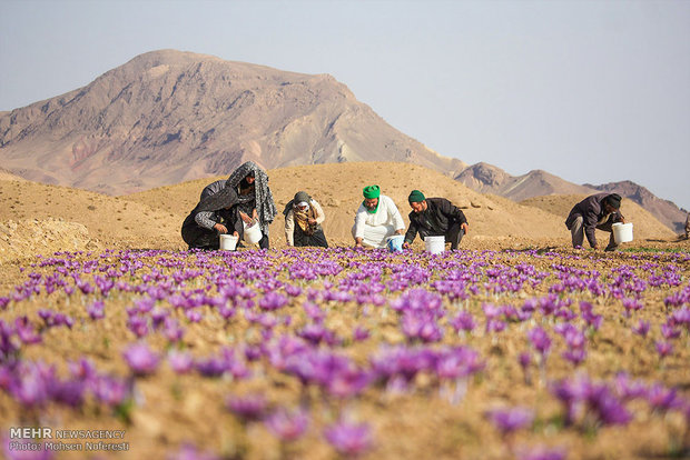 برداشت طلای سرخ در خراسان جنوبی