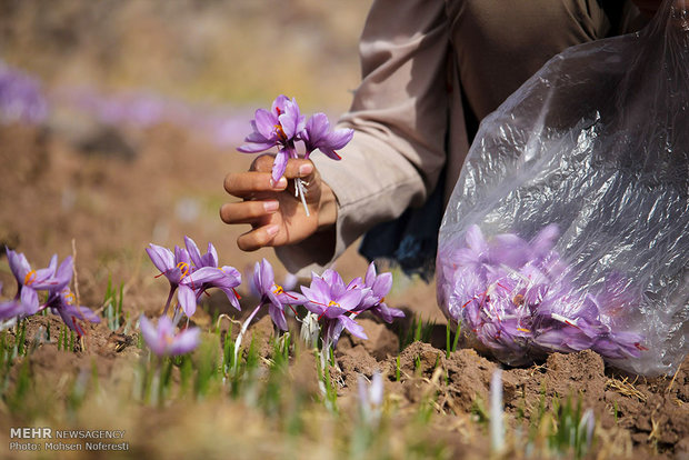 حصاد الذهب الأحمر في خراسان الجنوبية