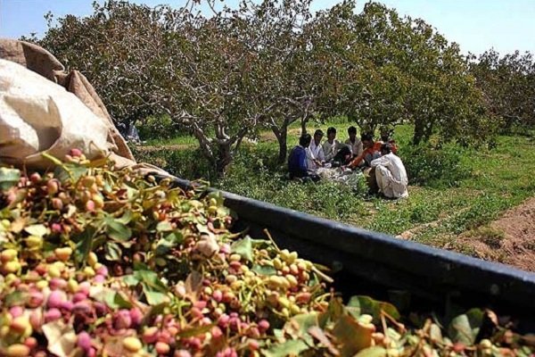 دلالان، بازار پسته را می‌چرخانند/ماجرای آشفتگی که تمامی ندارد