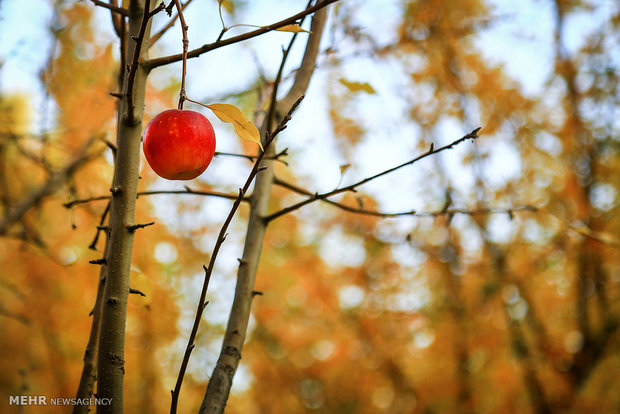 Autumn beauty in Hamadan